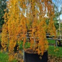 Prunus subhirtella 'Pendula' - 1