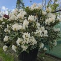 Rhododendron 'Cunningham's White' - 1