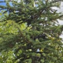 Cedrus libani - 4