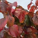 Parrotia persica - 1