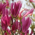 Magnolia 'Susan' - Afbeelding 1