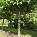 Platanus x hispanica - 1