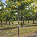 Gleditsia triacanthos ‘Sunburst' - Foto 5