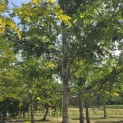 Gleditsia triacanthos ‘Sunburst' - Foto 6