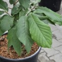 Asimina Triloba - Foto 2