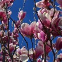 Magnolia 'Soulangeana' - Foto 5