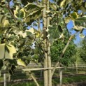 Liriodendron tulipifera 'Snowbird' - 6