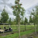 Sorbus 'Dodong' - Foto 2