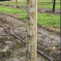 Salix x sepulcralis 'Chrysocoma' - Foto 4