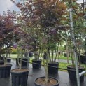 Acer palmatum 'Bloodgood' - Foto 1