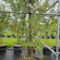 Quercus ilex - 1
