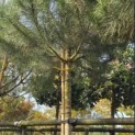 Pinus Pinea - Foto 1