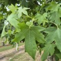 Liquidambar styraciflua - 4