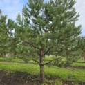 Pinus sylvestris - Foto 3