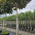 Magnolia grandiflora 'Galissonnière' - 2