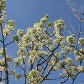 Pyrus communis 'Rode Williams' - Foto 3