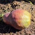 Pyrus communis 'Rode Williams' - Foto 2