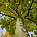 Platanus x hispanica - Foto 2