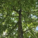Gleditsia triacanthos ‘Sunburst' - 6