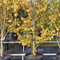 Parrotia persica 'Vanessa' - Foto 3