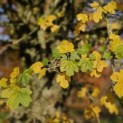 Acer campestre - Foto 1