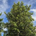 Quercus ilex - 2