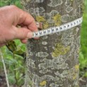 Carpinus betulus - september 2026