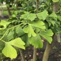 Ginkgo biloba - Foto 4