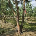 Pinus sylvestris - Foto 5