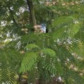 Albizia julibrissin - 3