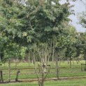 Parrotia persica - Foto 1