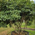 Rhododendron 'Catawbiense Boursault' - 5