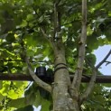 Tilia tomentosa 'Brabant' - Foto 1