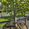 Parrotia persica 'Vanessa' - 1