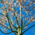 Amelanchier arborea 'Robin Hill' - 1