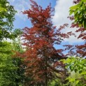 Fagus sylvastica 'Atropunicea' - Foto 1