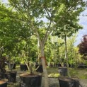 Styrax japonicus - 4