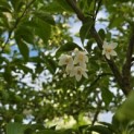 Styrax japonicus - 5
