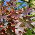 Quercus Palustris - 3