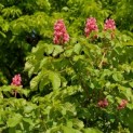 Aesculus x carnea 'Briotii' - 1
