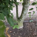 Carpinus betulus - 3