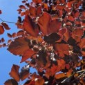 Fagus sylvatica 'Atropunicea' - 5
