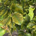 Fagus sylvatica 'Striata' - Foto 1