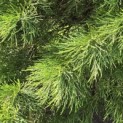 Sequoiadendron giganteum - 1