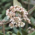 Viburnum 'Pragense' - 1