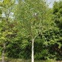 Betula utilis 'Doorenbos' - Foto 3