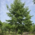 Alnus x spaethii 'Spaeth' - 2