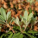 Rhododendron Yakusmani 'Marlis' - 2