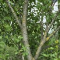 Prunus domestica Hauszwetsche - 1