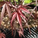 Acer palmatum 'Atrolineare' - 9
